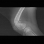 X-Ray