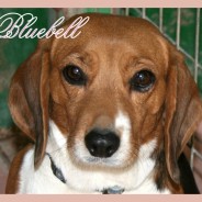 Bluebell (P)