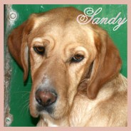 Sandy 3 (P)