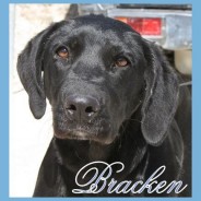 Bracken (J)