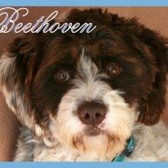 Beethoven (F)