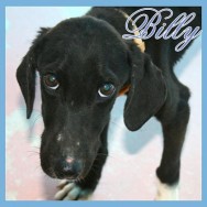 Billy 2 (F)