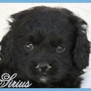 Sirius (F)