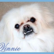 Vinnie (P)