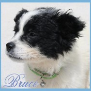 Bruce (J)