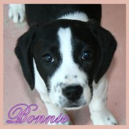 Bonnie 7 (P)