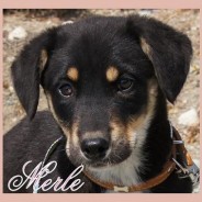 Merle (J)