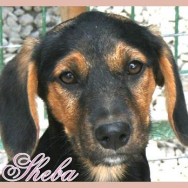 Sheba 4 (P)