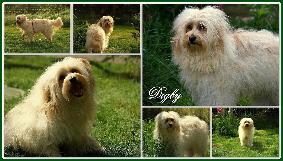 Digby aus FH