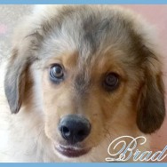 Brad (P)