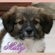 Milly 5 (F)