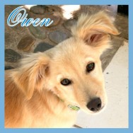 Owen (F)