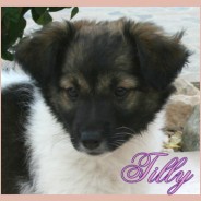 Tilly 2 (F)