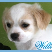 Willi (F)