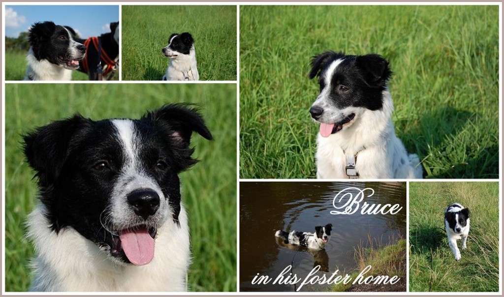 Bruce in Fosterhome