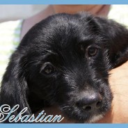 Sebastian (J)