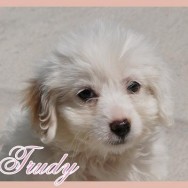 Trudy (J)