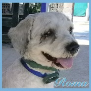 Roma (F/K)