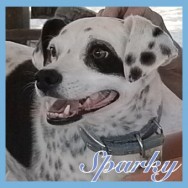 Sparky (F/K)