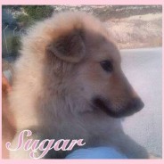 Sugar