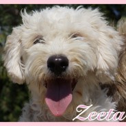 Zeeta (J)