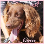 Coco