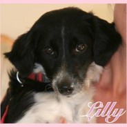 Lilly