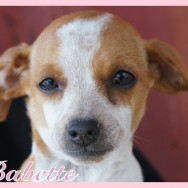 Babette