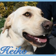 Heiko