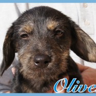 Oliver