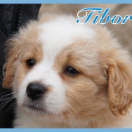 Tibor