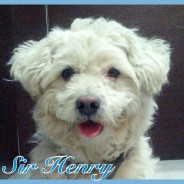 Sir Henry