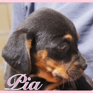 Pia