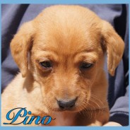 Pino