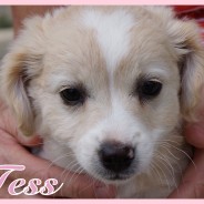 Tess