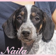 Naila