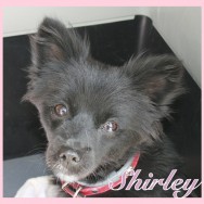 Shirley